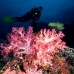 coral_soft_pc_v_0705_png1959.jpg